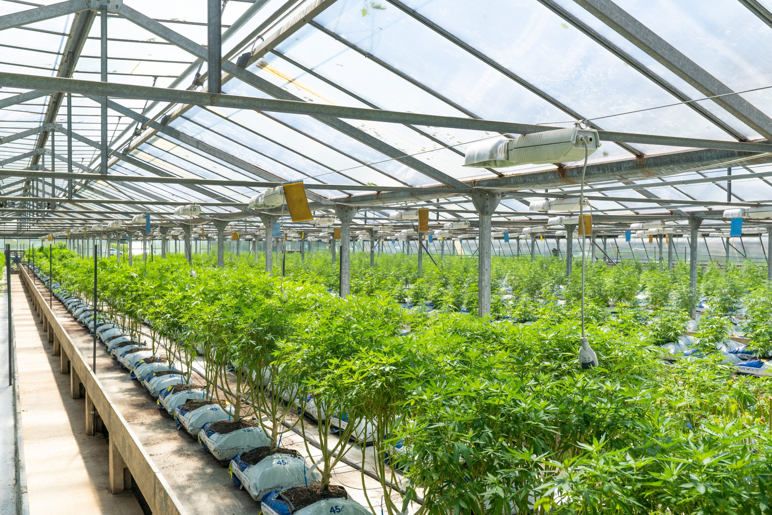 Cannabis Security Jobs - jmfq6ud